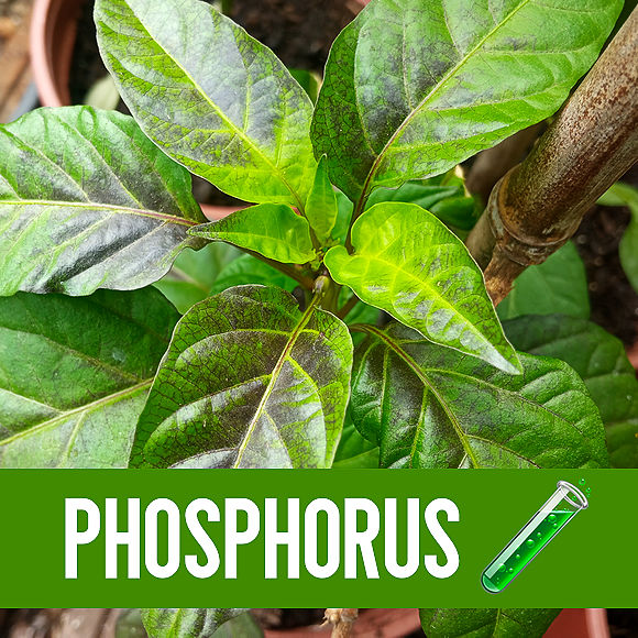 world of chillies  phosphorus deficiency