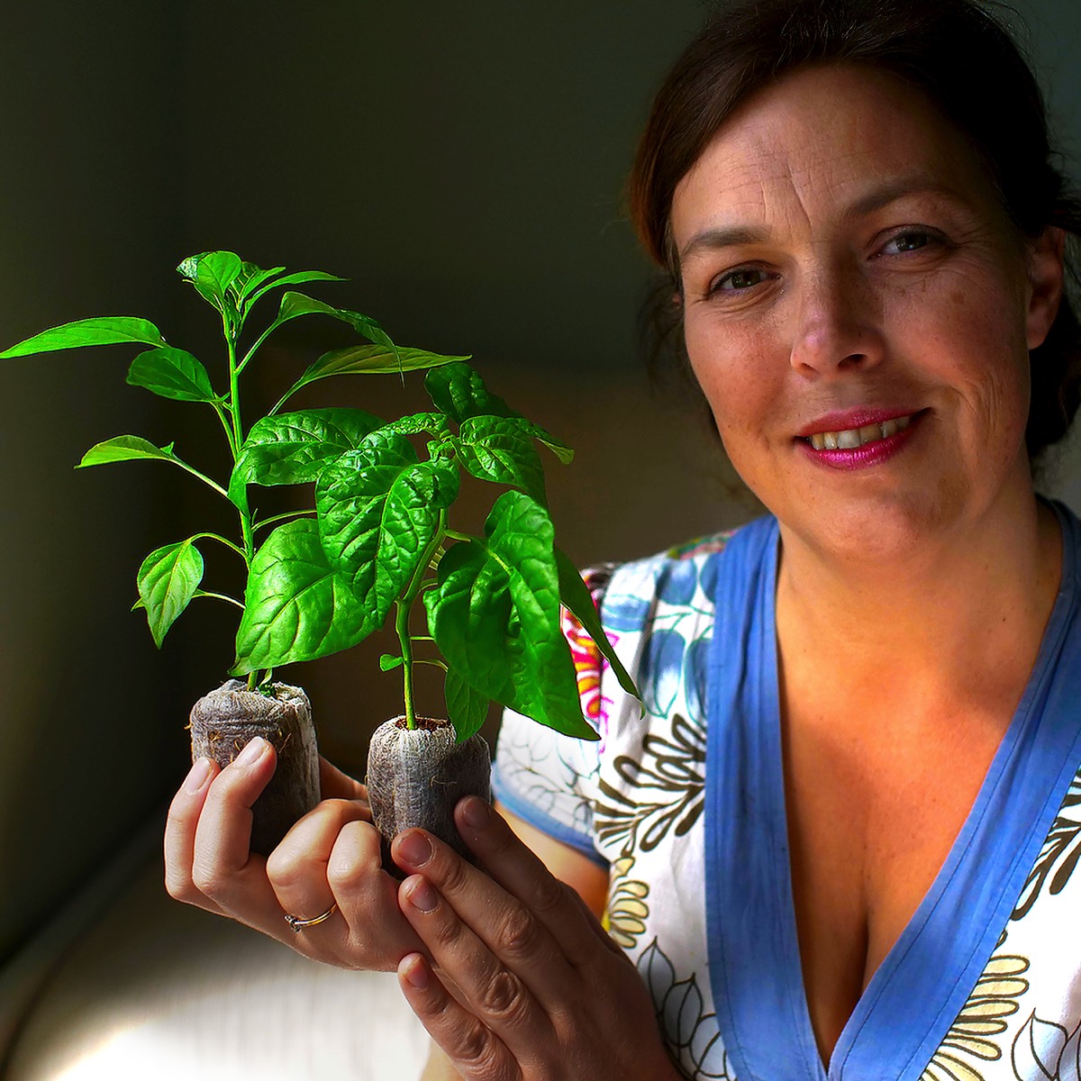 world of chillies grower holding chilli plugs