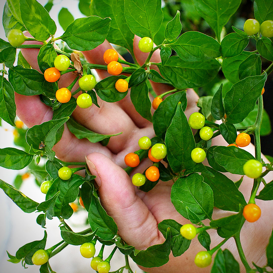 world of chillies ripening Charapita pods up close