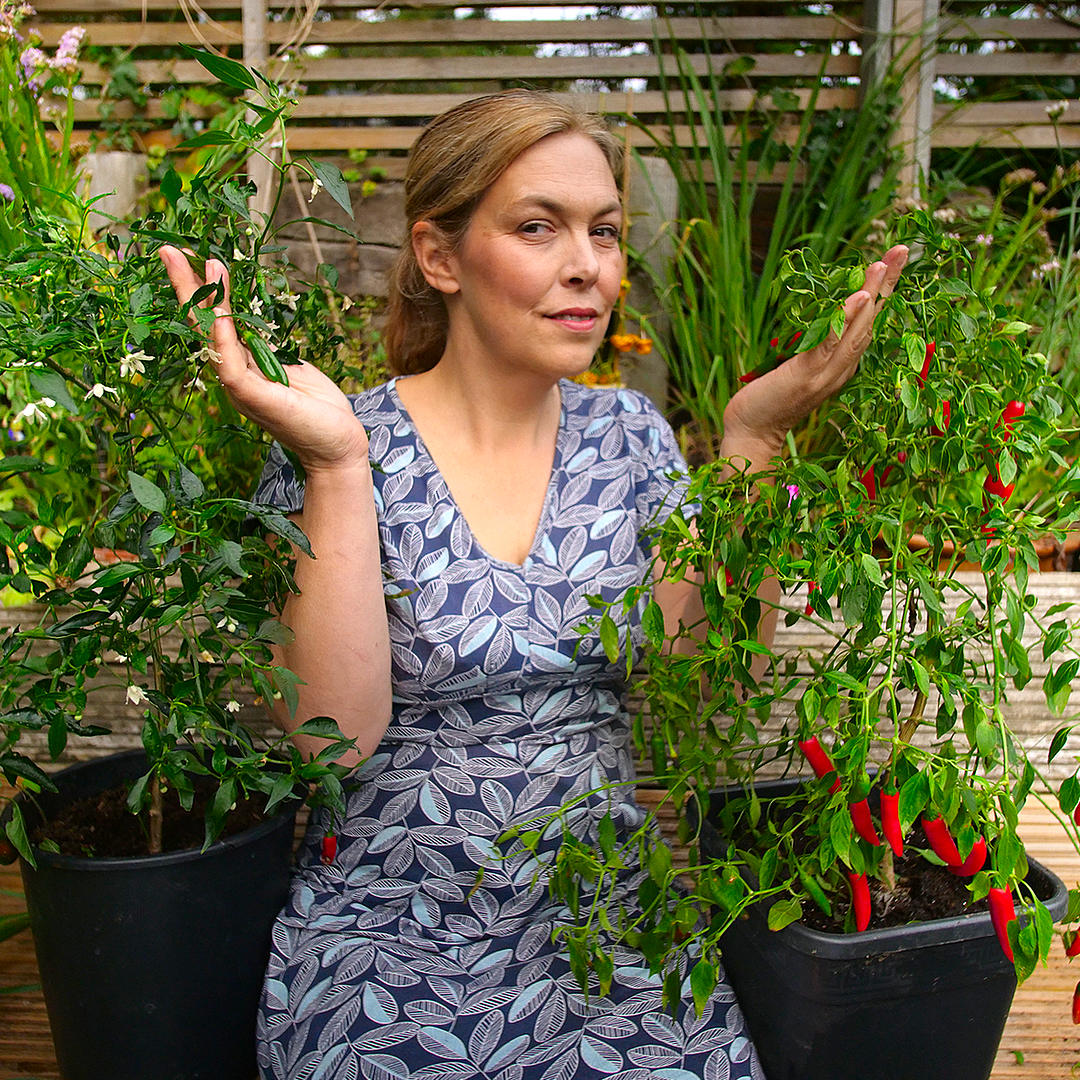 world of chillies grower with Serrano chilli plants