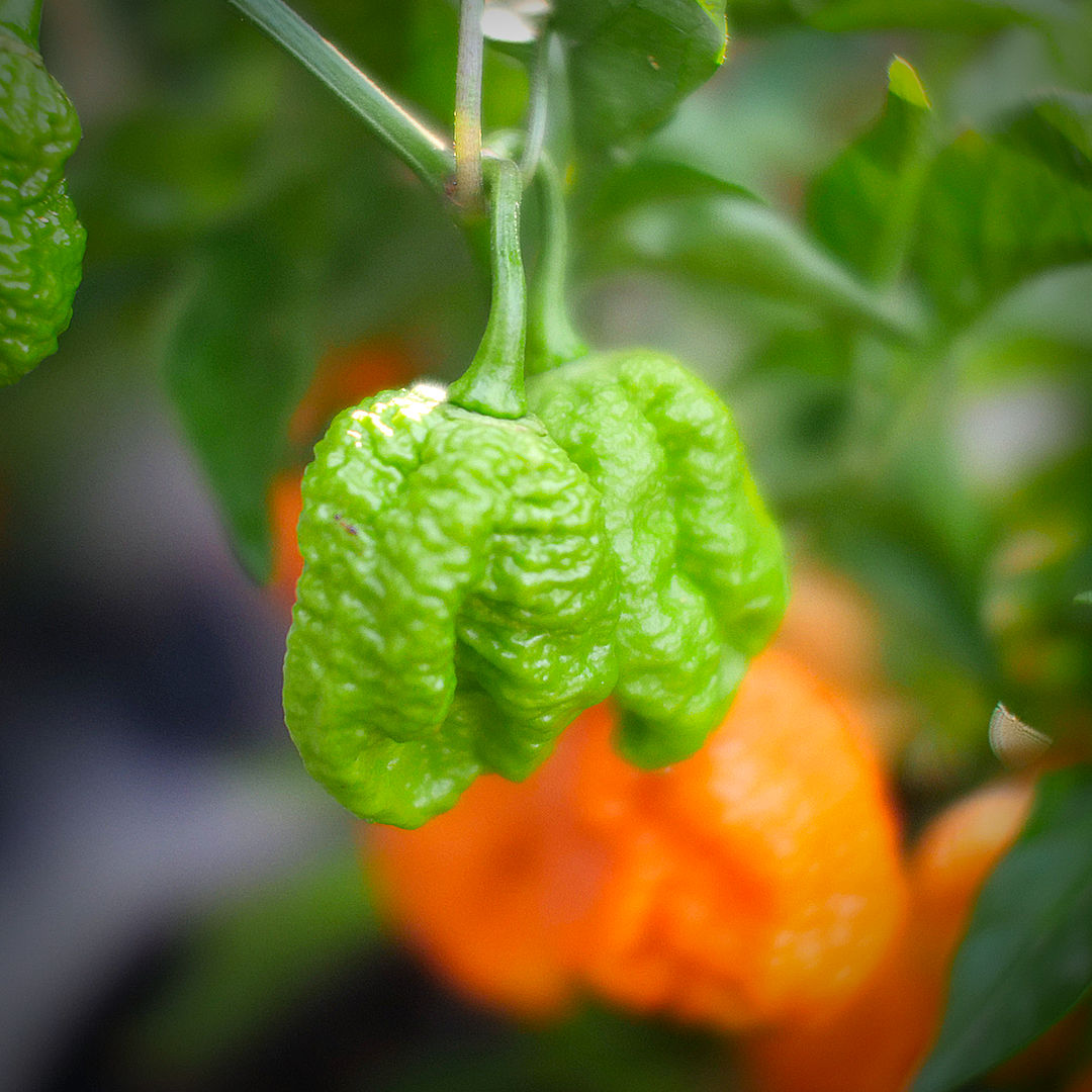 world of chillies Jays Peach pod up close