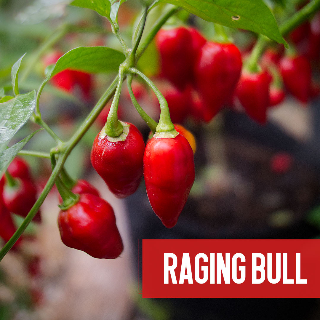 world of chillies Raging Bull teaser