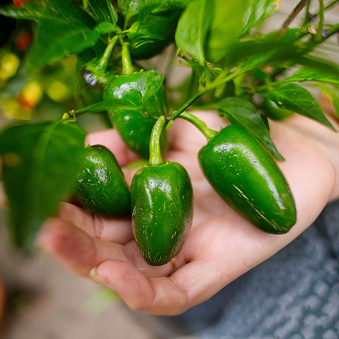 world of chillies green Jalapeno pods held by grower 