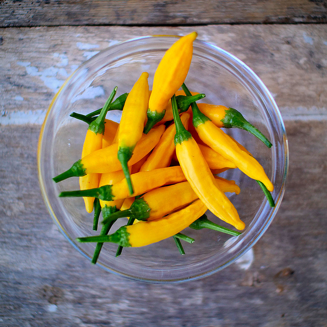 world of chillies Aji Lemon pods in glass bowl