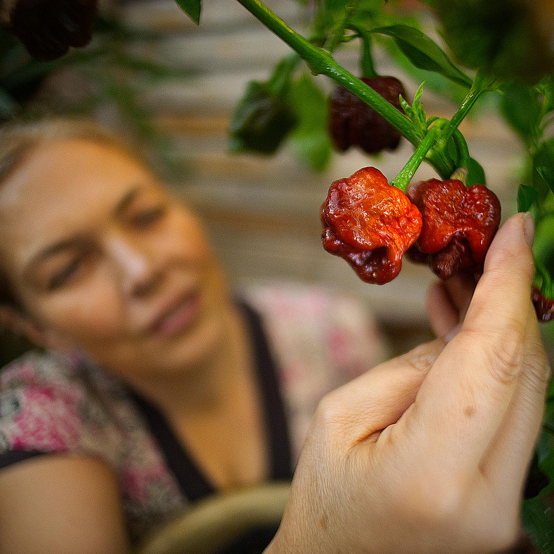 world of chillies grower inspects Chocolate Bubblegum cross