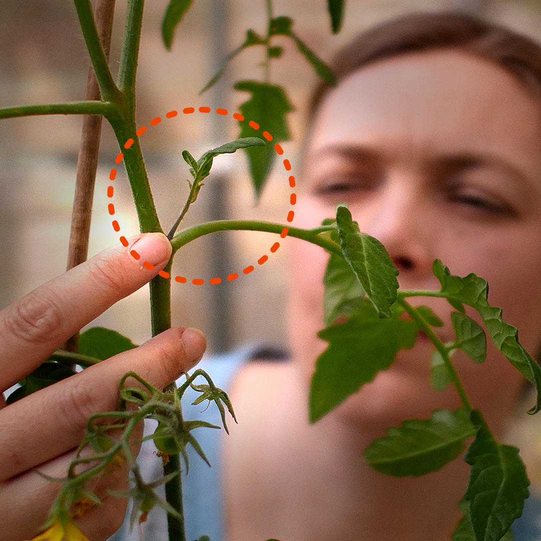 world of chillies inspecting tomato sideshoot