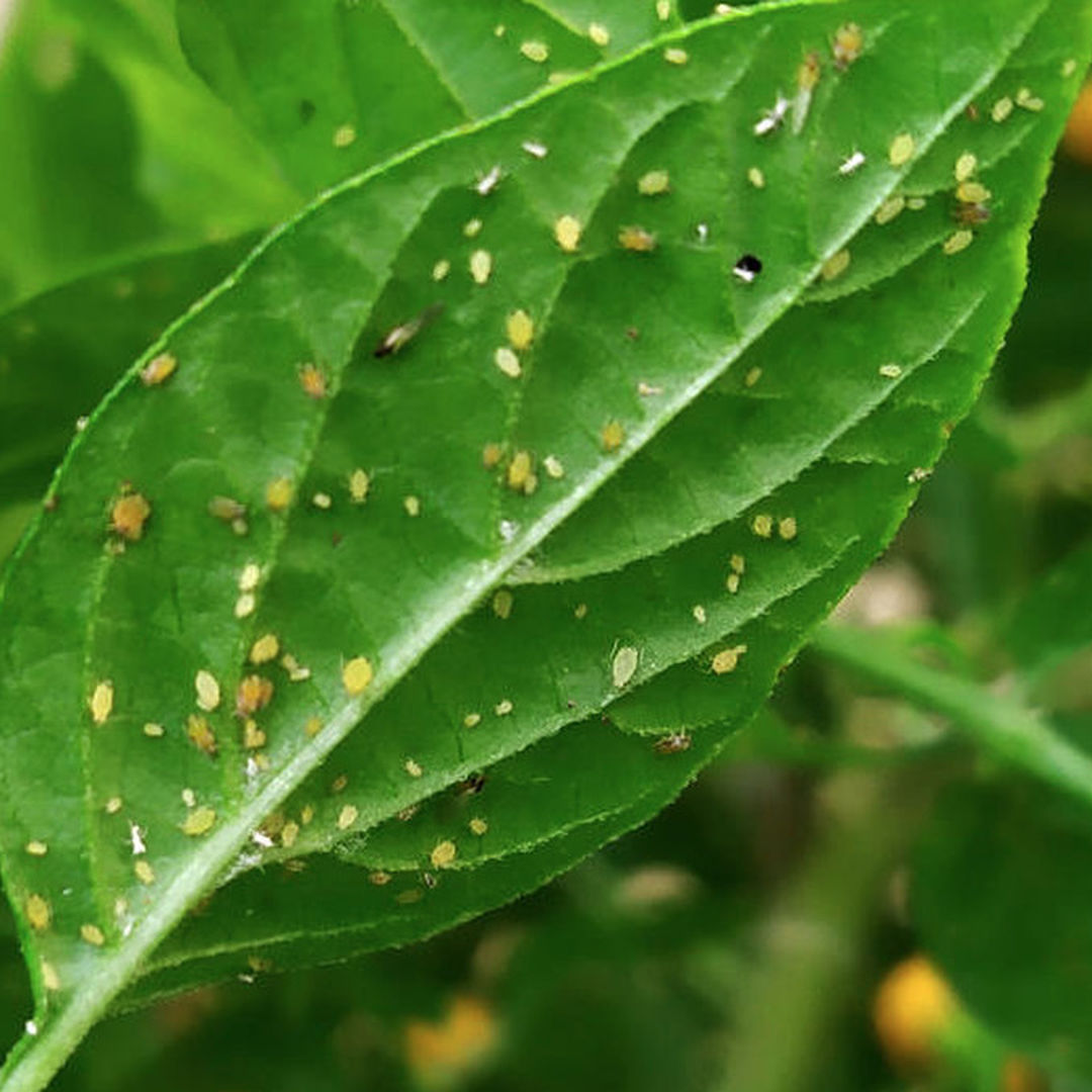 world of chillies aphids on leaf