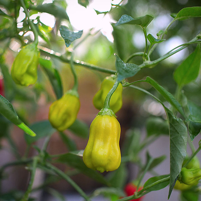 Lemon Habaneros in bowl