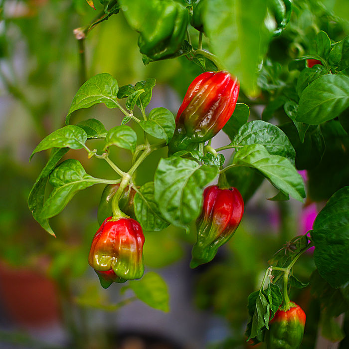 Komodo Dragon Chilli