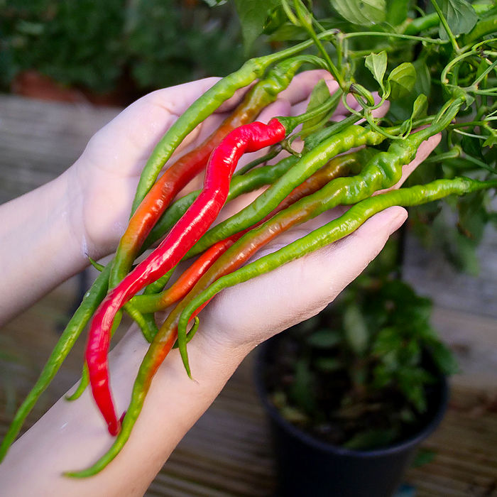 chinese space chilli