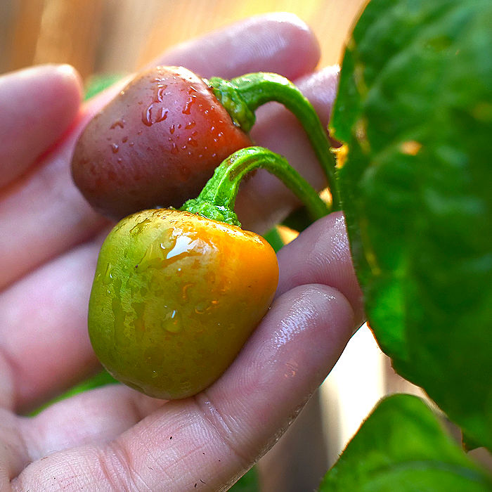 Brown Rocoto Chilli
