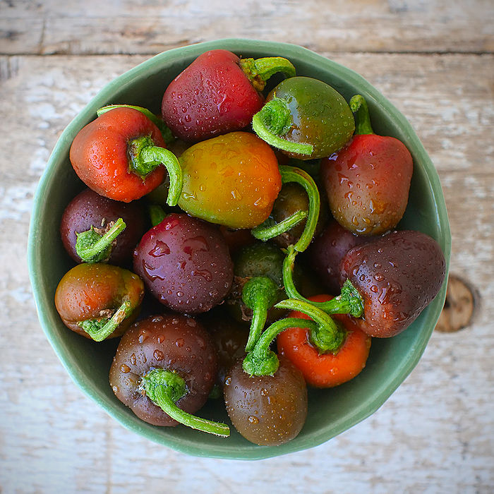 Brown Rocoto Chilli