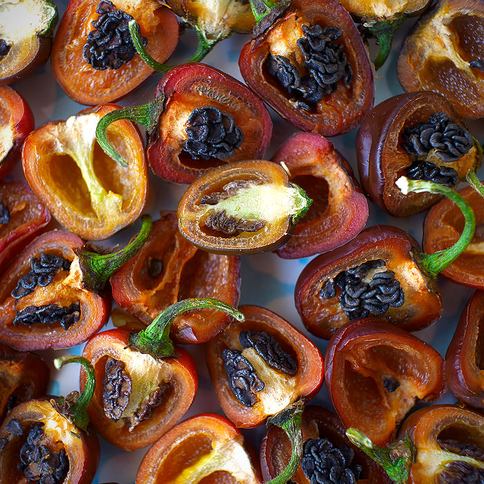 Brown Rocoto Chilli