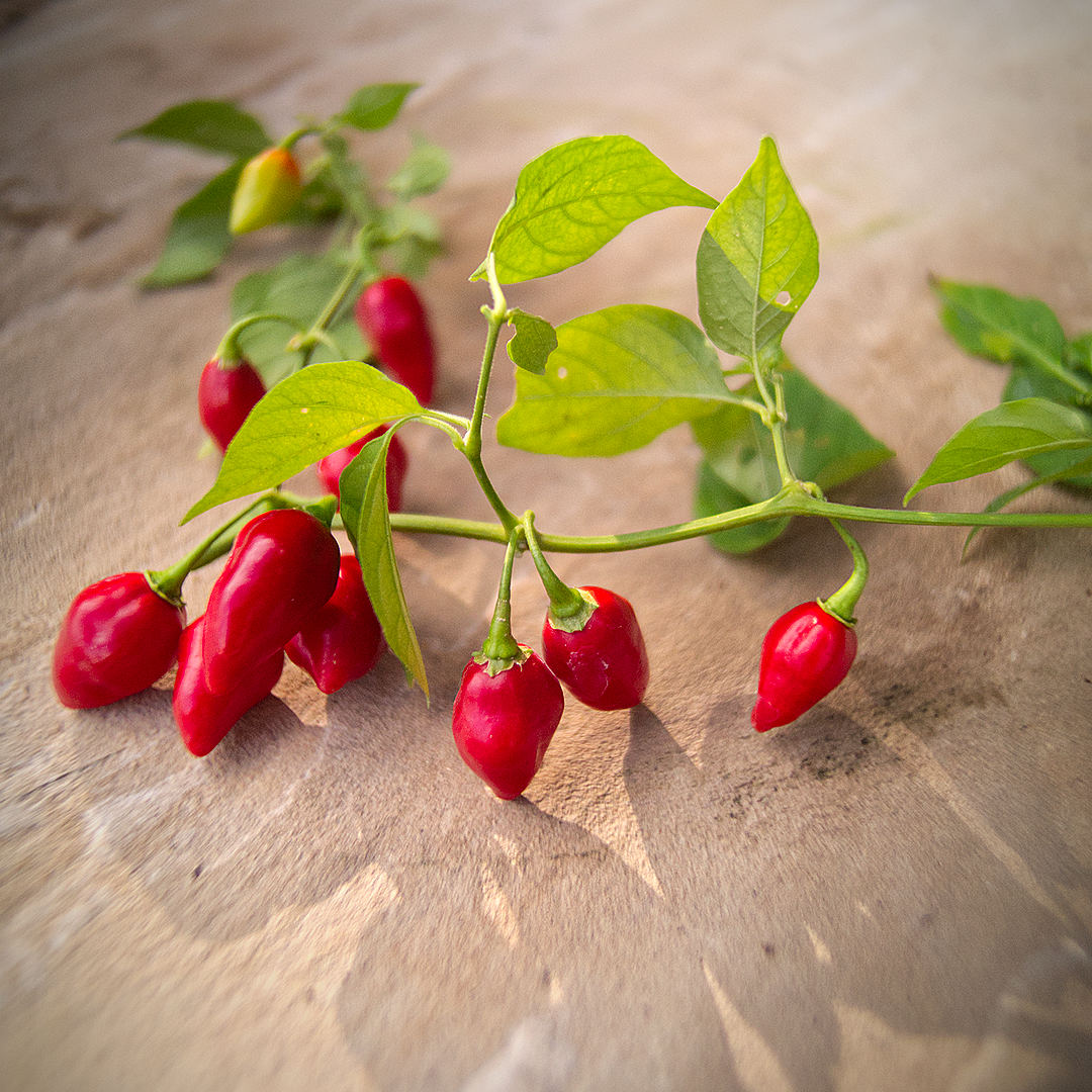 Red habanero Chilli