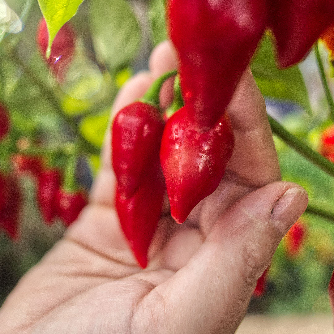 Raging Bull Chilli