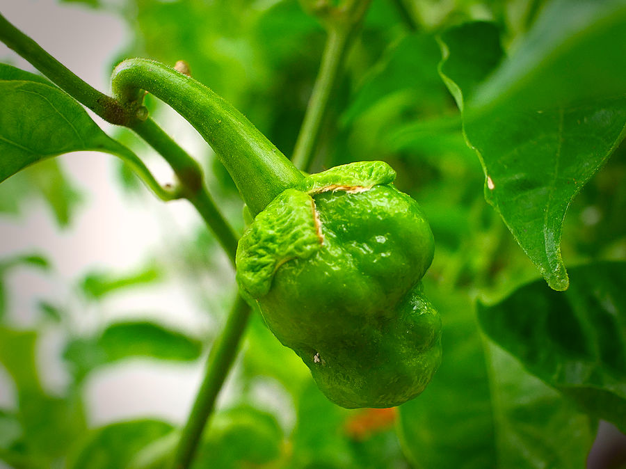 ripening 7 pot Bubblegum chilli pod