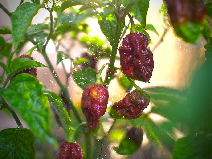 Kraken chilli pods on plant