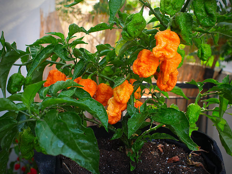 Jay's peach scorpion chilli pods
