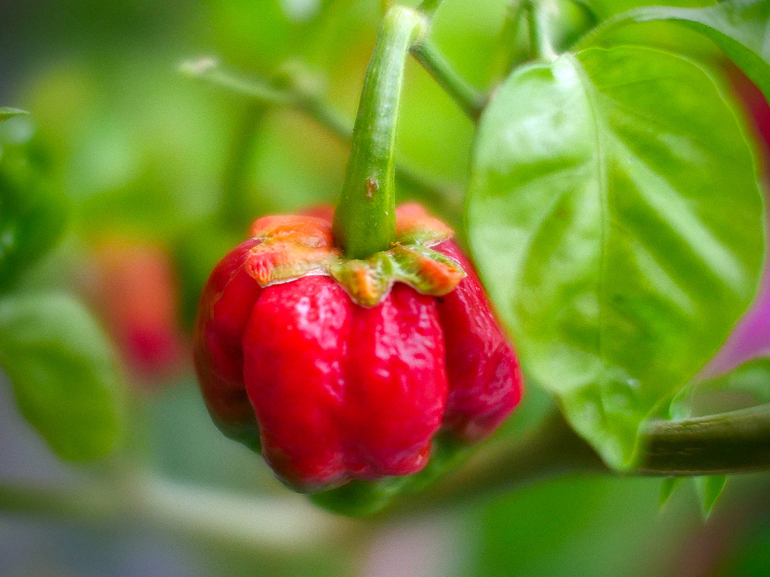 7 pot Bubblegum chilli pod