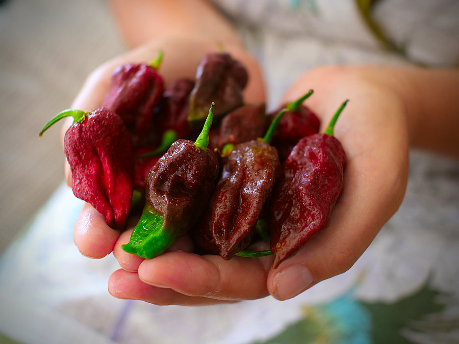 Kraken chilli pods