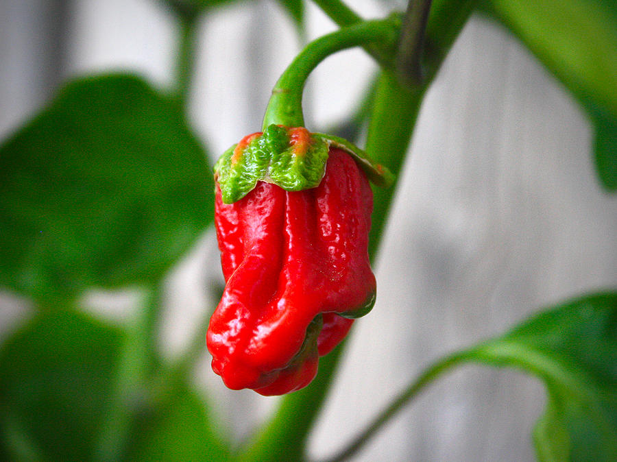 ripening 7 pot Bubblegum chilli pod