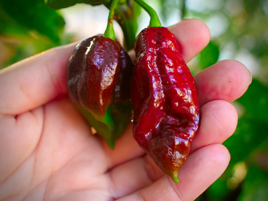 Kraken chilli pods ripening on bush