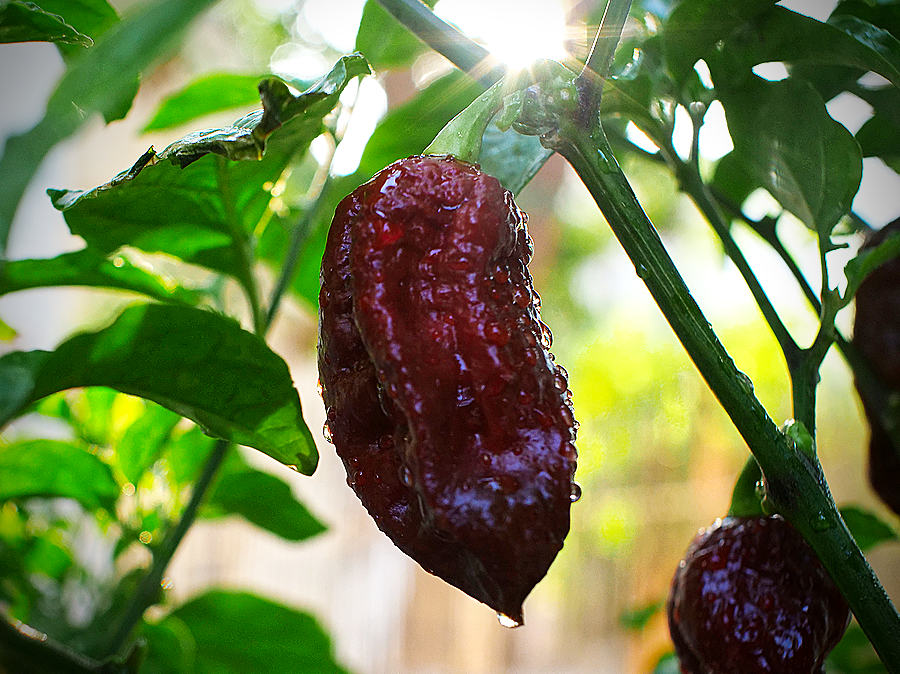 Kraken chilli pods on bush