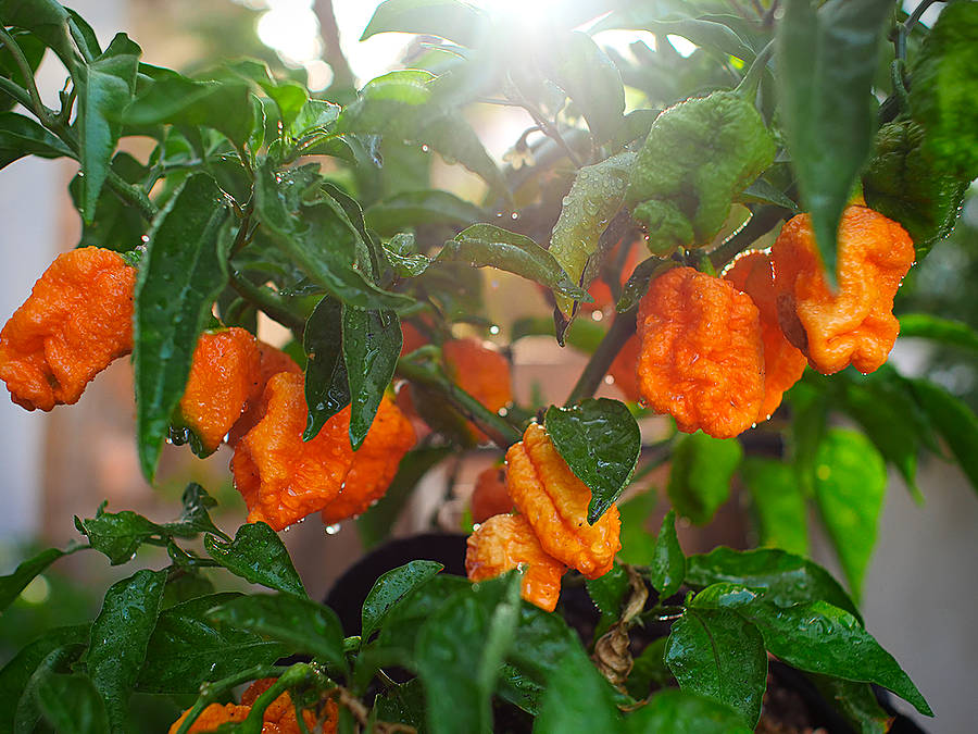 Jay's peach scorpion chilli