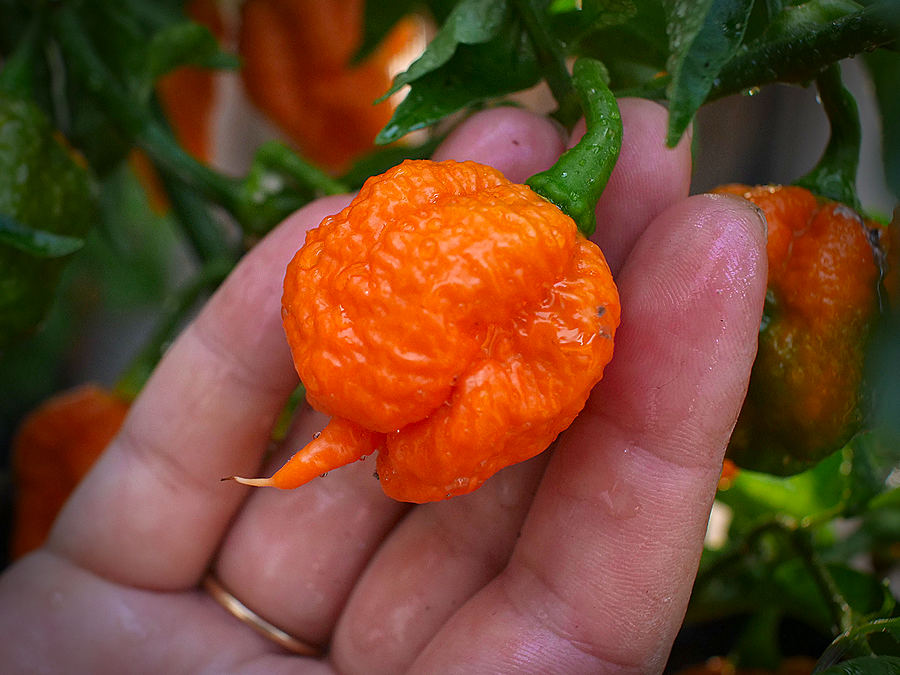 Jay's peach scorpion chilli pod