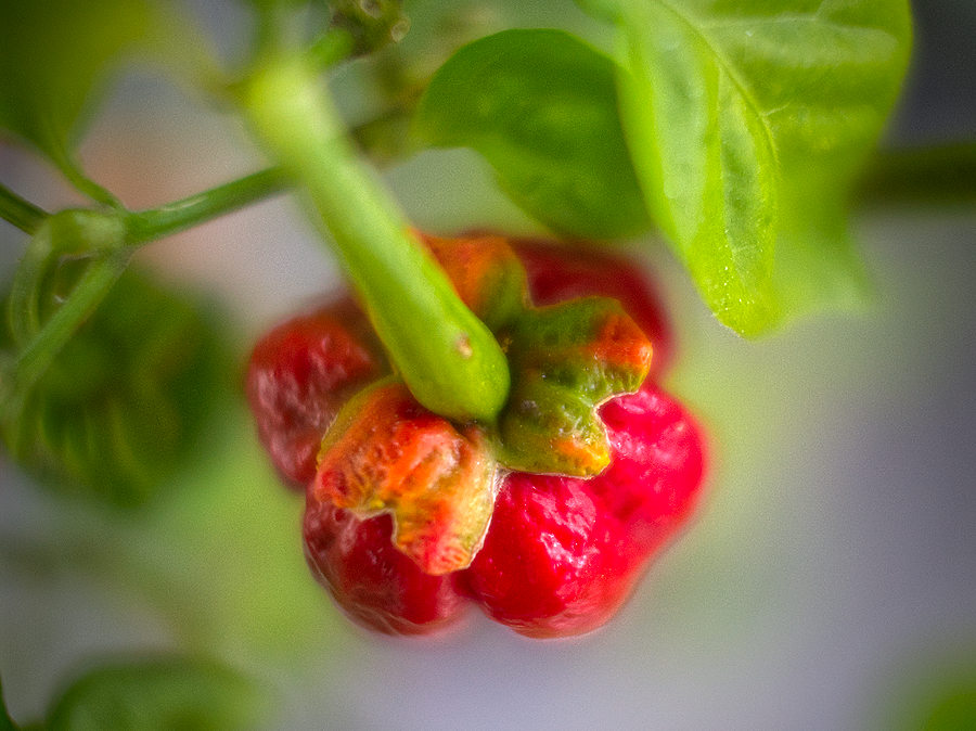 like bubblegum; 7 pot Bubblegum chilli pod