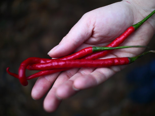  Bangalore Torpedo Chillies 