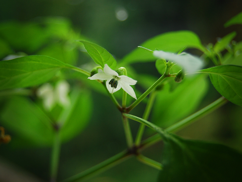  Freno Supreme Chilli Flowers 