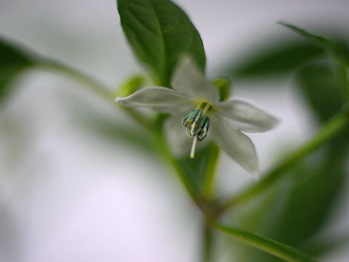  Hungarian Hot Wax Chilli Flower 