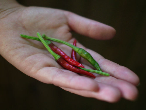  Super Chilli Pods 