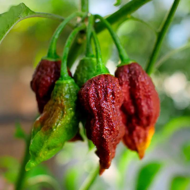 Bhut Jolokia, Chocolate chilli