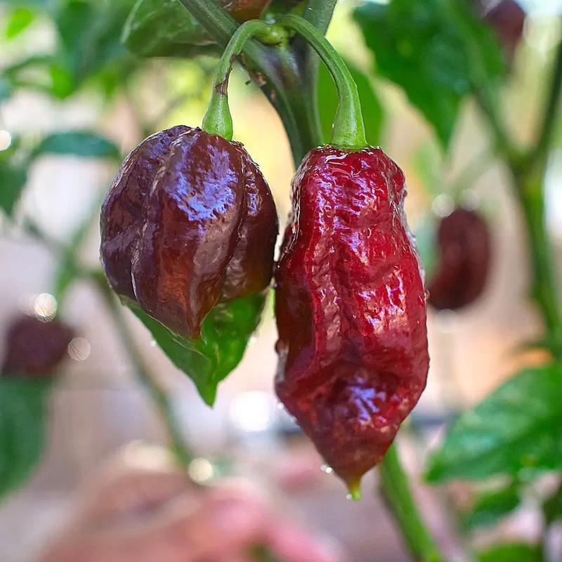 The Kraken Chilli