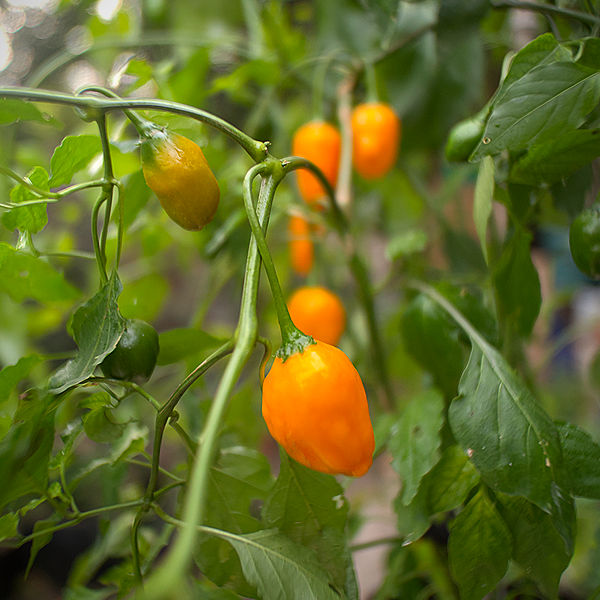 oro de ecuador chilli