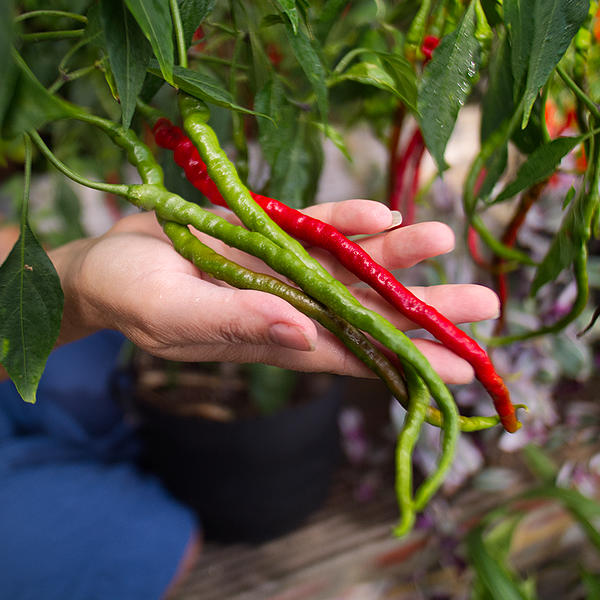 turkish snake chilli