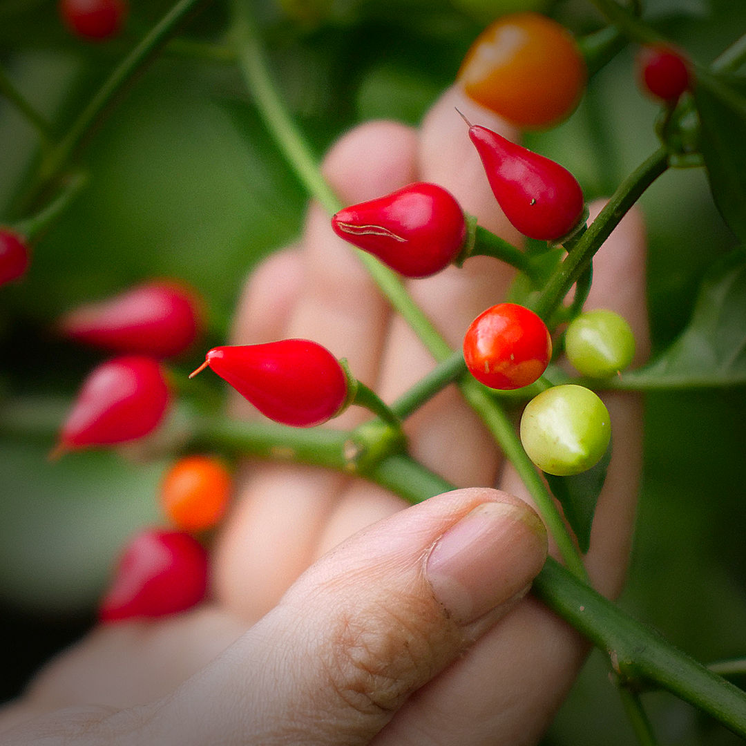 biquinho red chilli