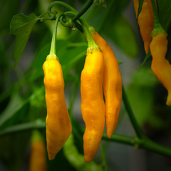 Madre Vieja chilli