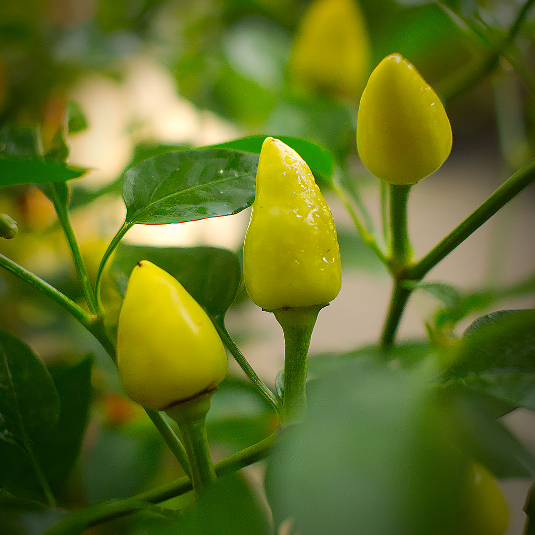 Turkish Pickling chilli