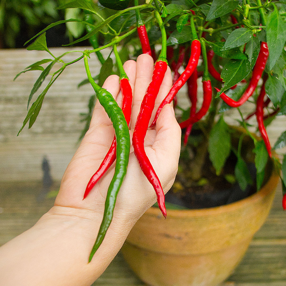 Vindaloo chilli