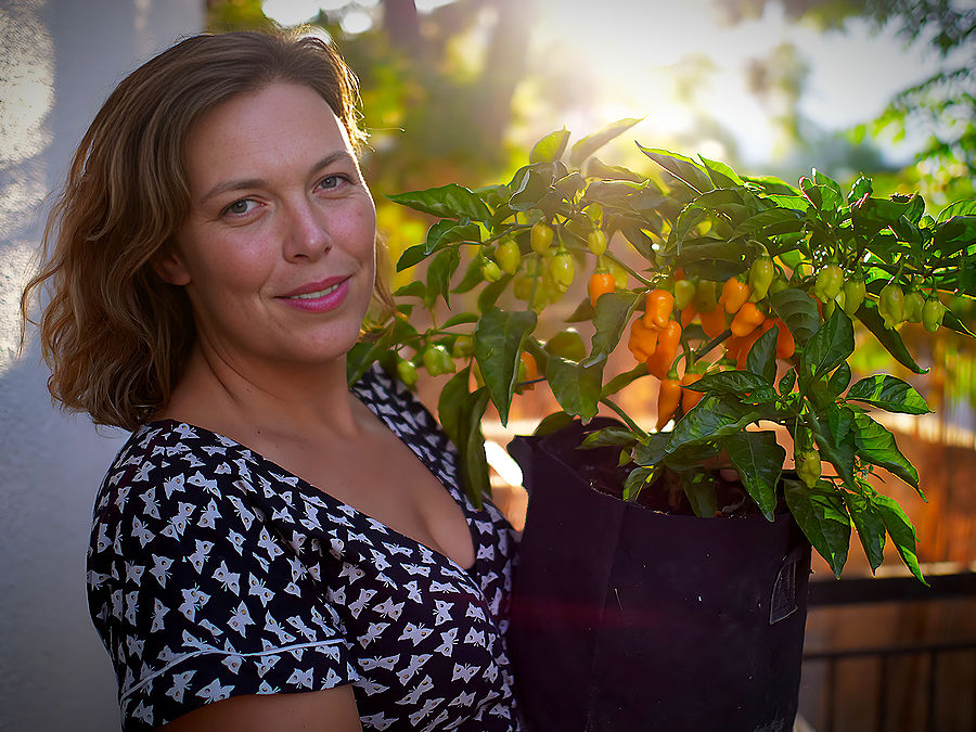 datil-chilli-plant