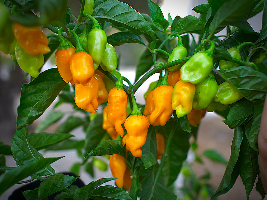 datil-chilli-pods