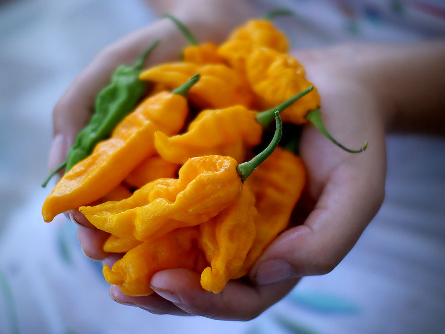 fatalii-chilli-pods