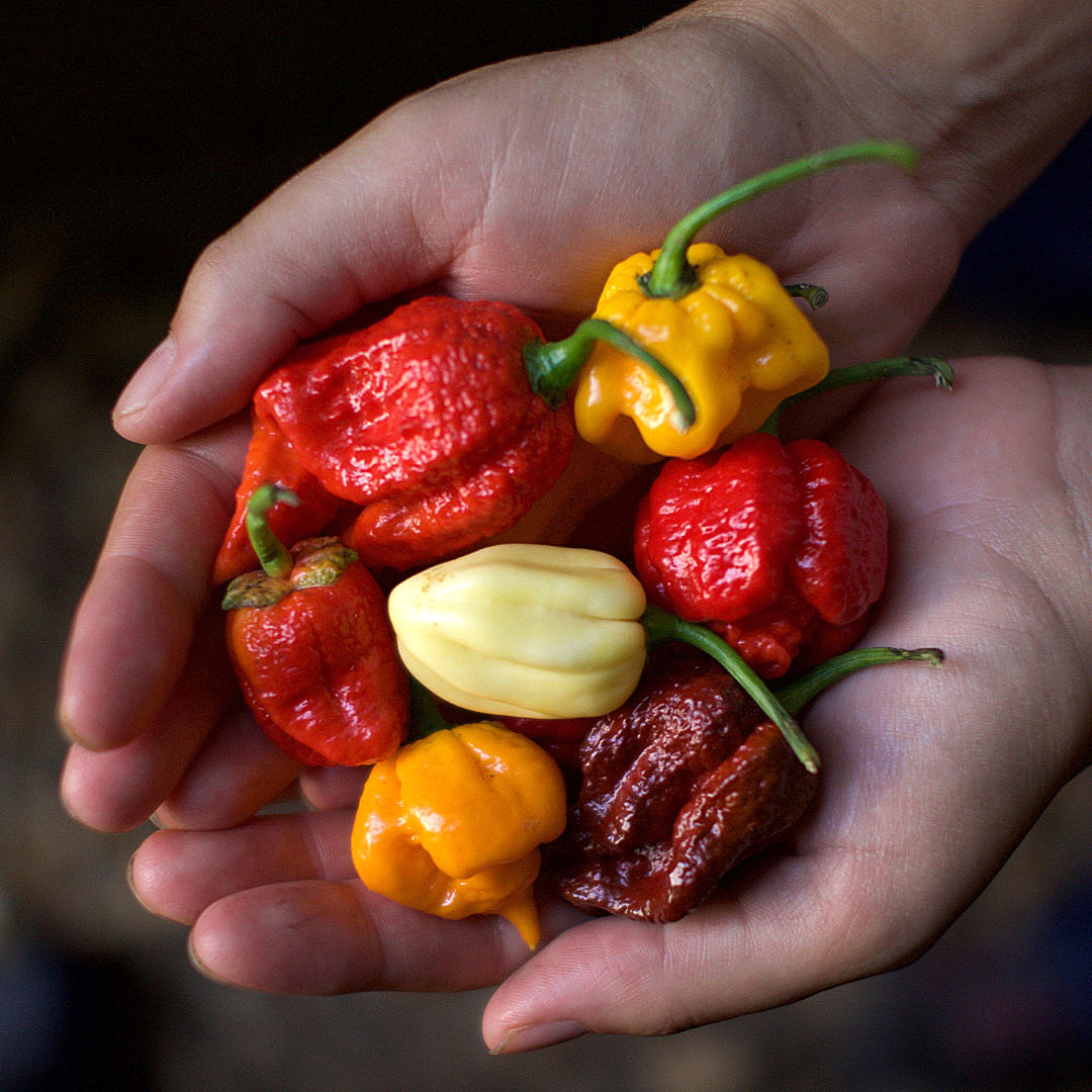classic hot chillies