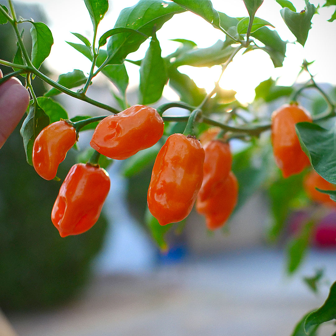 Orange Habanero chilli 