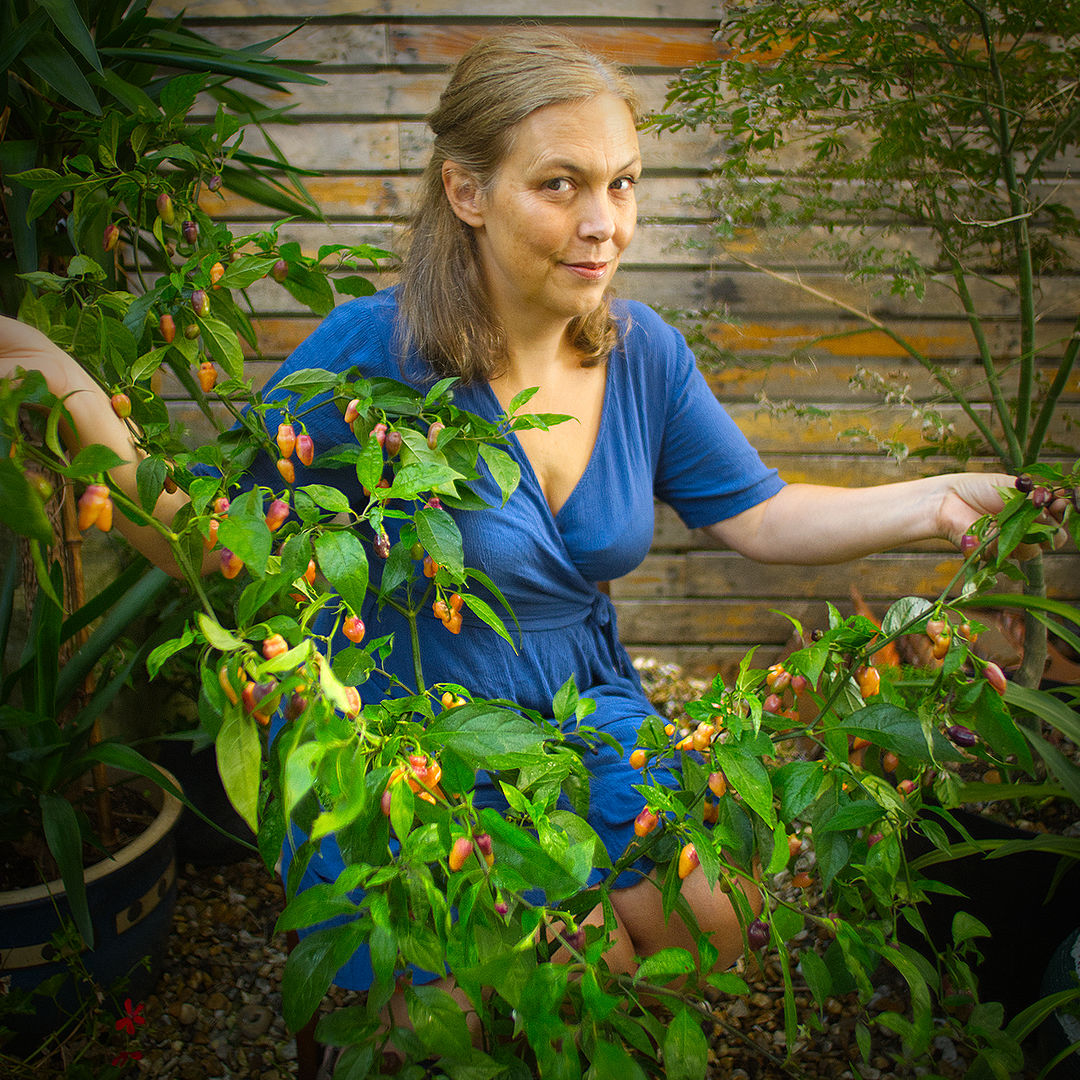 Cheiro Roxa chilli 