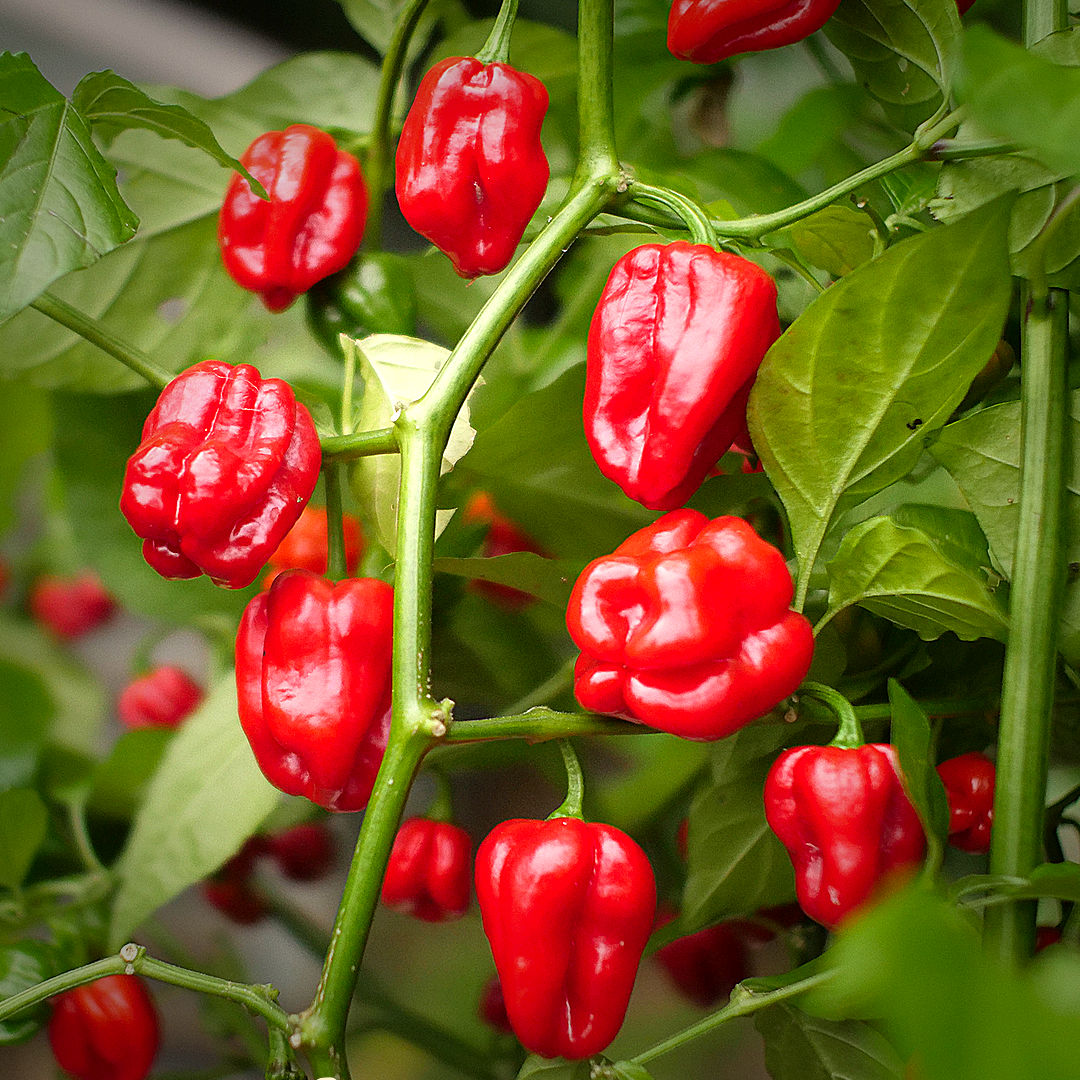 Red Habanero chilli
