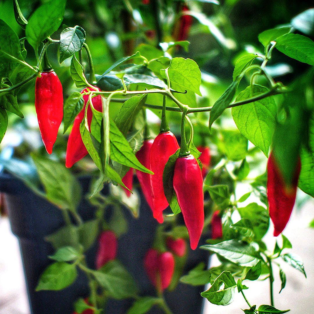 Paper Lantern chilli